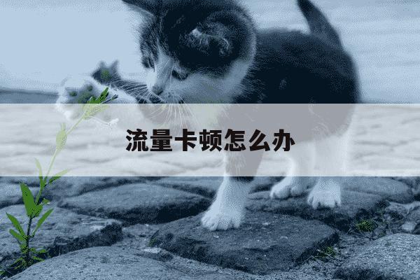 流量卡顿怎么办-手机流量卡顿怎么办-第1张图片-学习推荐网 流量卡顿怎么办-手机流量卡顿怎么办-第1张图片-学习推荐网