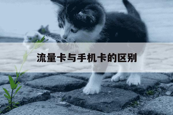 流量卡与手机卡的区别-流量卡和手机卡-第1张图片-学习推荐网 流量卡与手机卡的区别-流量卡和手机卡-第1张图片-学习推荐网